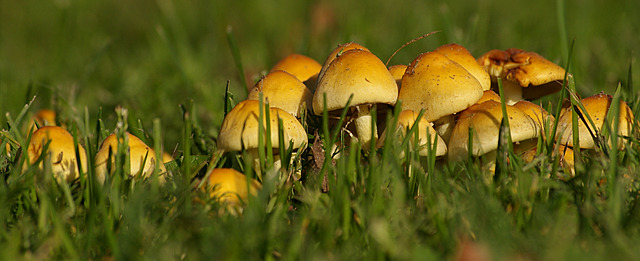 Groepje paddenstoelen