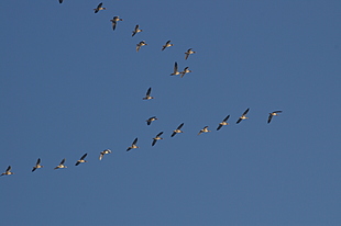 Vele ganzen op weg naar open water