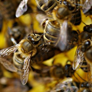Talloze bijen op een raat