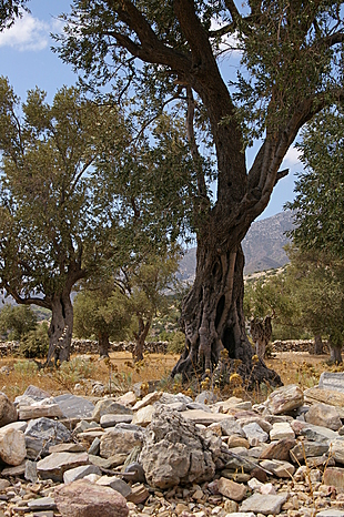 Groepje oude olijfbomen