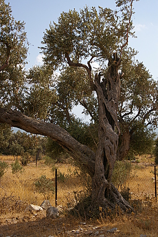 Verdraaide, oude olijfboom