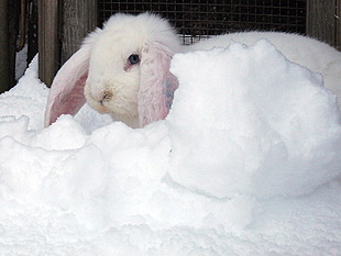 Cem in de sneeuw