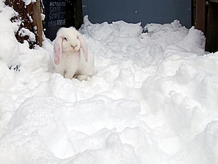 Cem in de sneeuw