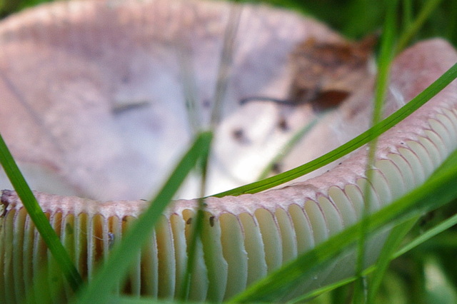 Detail van een plaatjespaddenstoel