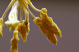 Meeldraden van een tulp