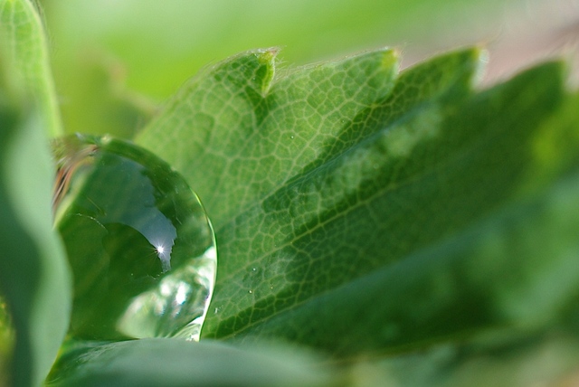 Waterdruppel in aardbeiblad