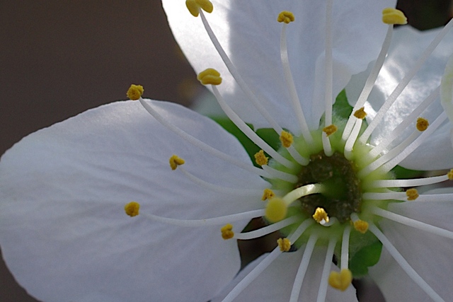 Pruimenbloem van dichtbij