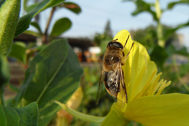 Bijtje in een plantenbak op het station in Gouda