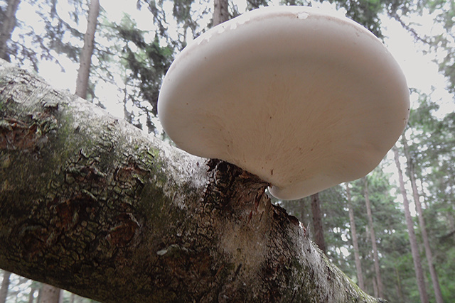 Grote paddenstoel van onderaf bekeken