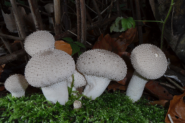 Witte paddenstoelstjes, het lijken wel prikkelchampignons