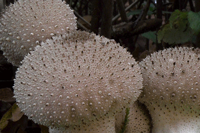 Detail van de witte paddenstoeltjes