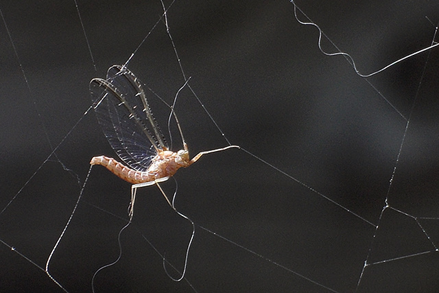 Gaasvlieg in spinnenweb
