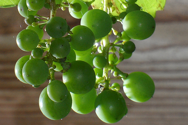 Jonge druiven