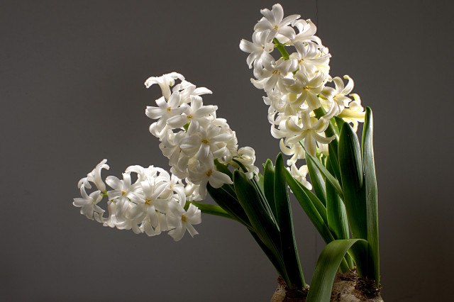 hyacinth_1