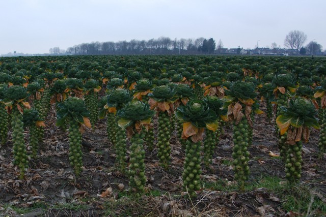 Spruitjes_img_8033