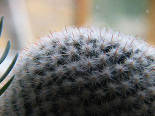 Cactus in de vensterbank
