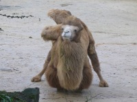 Knielende kameel